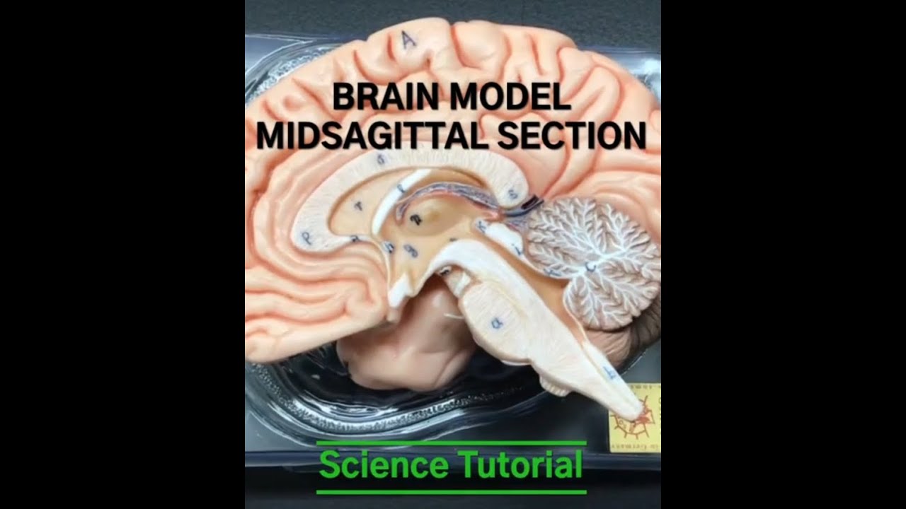 Brain Model Part 2