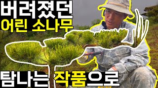 어린 소나무 명품 만들기. 2년만에 작품이 됐습니다. [소나무 조형목, 특수목 전지]