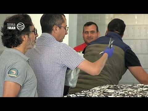 El sector pesquero reclama un tope diario en los caladeros que sostenga los precios