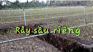 preview picture of video 'Kỹ thuật trồng sầu riêng - Rẫy sầu riêng mới trồng để làm gốc ghép 2 năm - Sầu riêng Chợ Lách'
