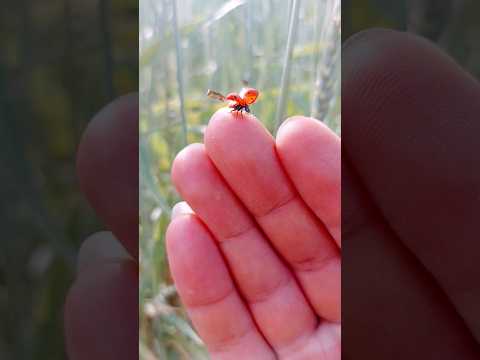 Ladybug flying