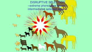 STABILIZING, DIRECTIONAL, DISRUPTIVE SELECTION