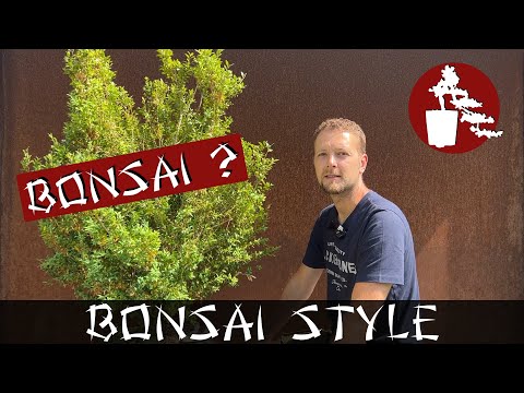 Buchsbaum als Bonsai? | #075 Bonsai Style