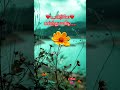 Vaa Ponmayile ️ ️ ️Poonthalir 1979 Movie ️‍ Ilaiyaraaja SPB Hitssong AVM007 Mountainflower