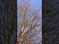 A Murder (of Crows) in a Tree