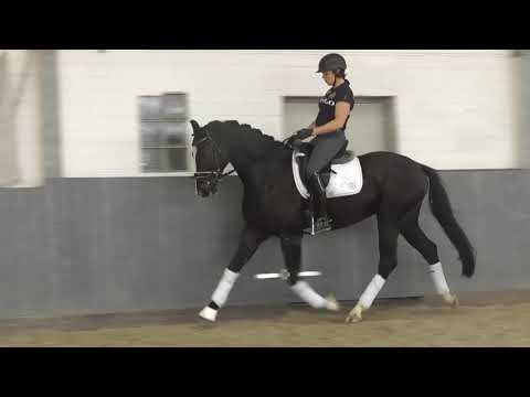 "TAMME"-Weidenhof-Verkaufspferd: Rappe *2016 v. Talisman/Totilas