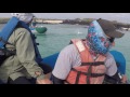 Sea Lion Chases Iguana