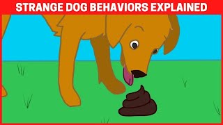 8 Strange Dog Behaviors And What They Mean (eat grass, eat poop, and more...)