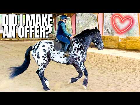 I Dropped Everything to See This Horse... Did I Find My Appy Draft Cross?!