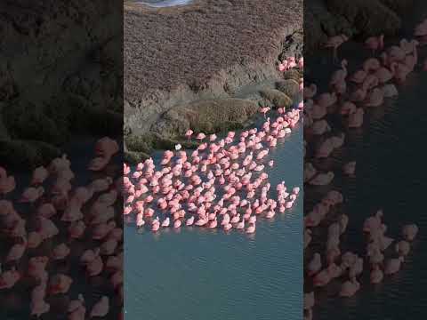 Puerto San Julián Patagonia Argentina 🇦🇷 #videodronesanjulian
