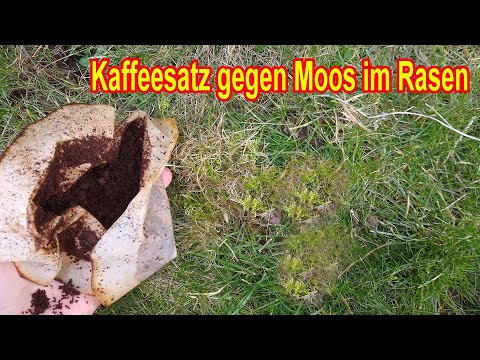 GEHEIMTIPP - Kaffeesatz gegen Moos im Rasen - Hausmittel gegen Moos im Rasen
