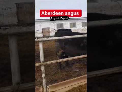 , title : 'Aberdeen Angus sales company from world.'