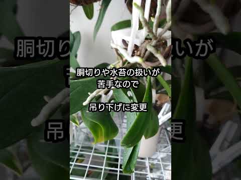 蘭の開花ニンニクの成長を活性化するアジアの秘密 新しい生命の水やり維持ポット