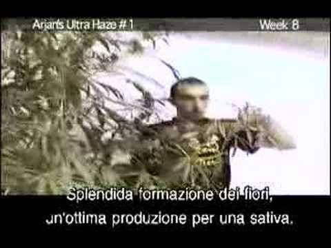 Green House Arjan's Ultra Haze#1 Grow with Italian Subtitles