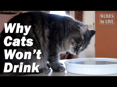 Should Your Cat Drink More Water?