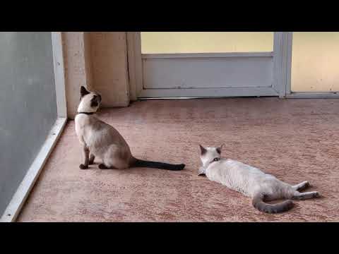 Siamese kitten begging to go outside