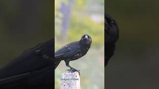 Download lagu The sound of black crows #shorts #birds #crow #birdslover mp3