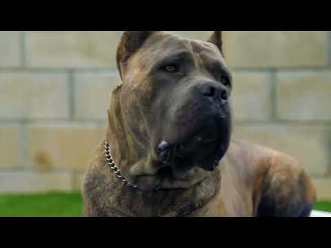 Top 5 Dogs Once Used in Ancient Royal Armies 