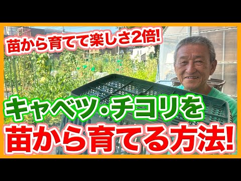 野生のチコリ - 定義