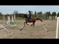 Jeune poney prometteur
