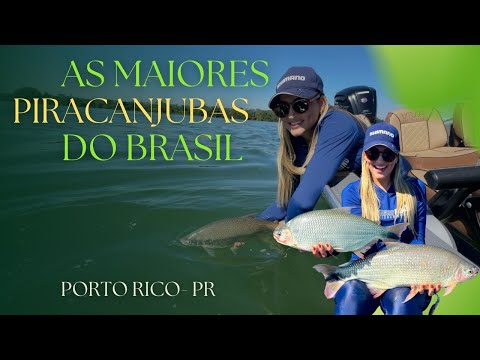 AS MAIORES PIRACANJUBAS DO BRASIL - Pescaria em Porto Rico - PR