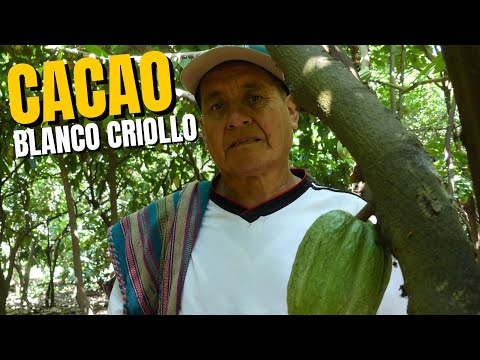 Día Mundial del Cacao: ¿Por qué el cacao criollo blanco es la joya de Piura?