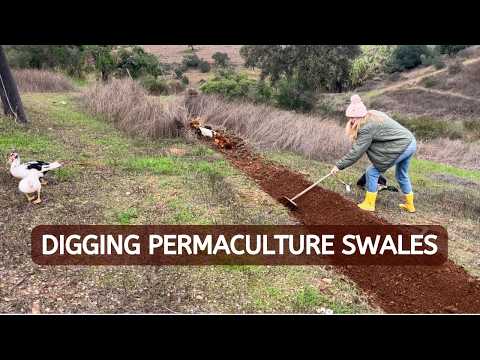 Transforming a Slope into an Orchard on our Homestead // All About Swales & Starting to Dig!