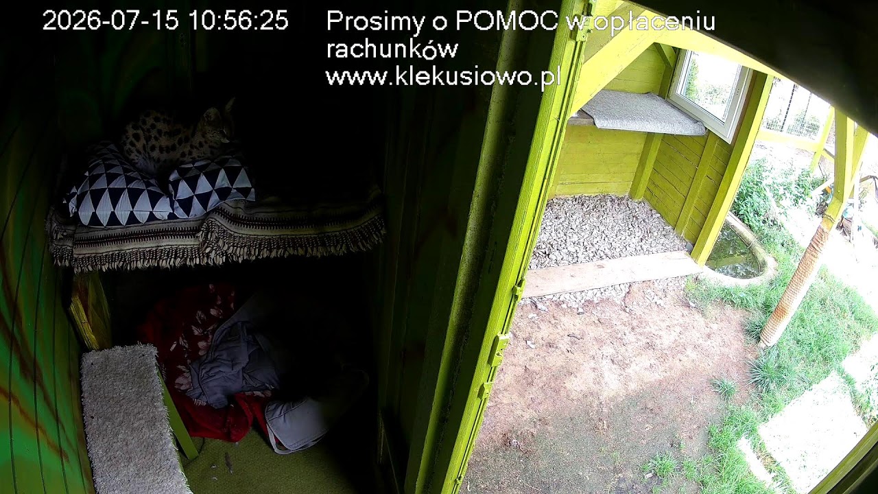 Live webcam view of African Serval Den Cam