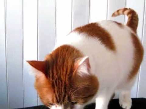 NACHO CAT - Doritos- Crash the Super Bowl - 2012