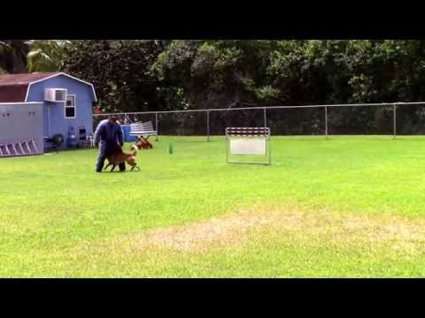 Henok Attack with Revolver Training