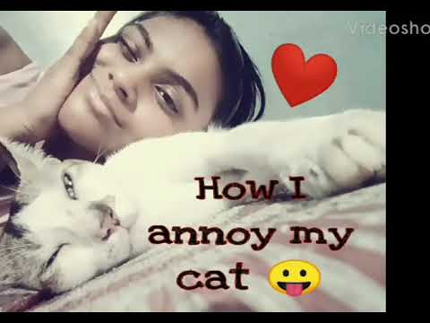 How I annoy my cat | Arjita's Lulu | like share comment