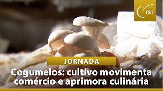 Plantação de cogumelos estimula comércio do DF e incrementa culinária