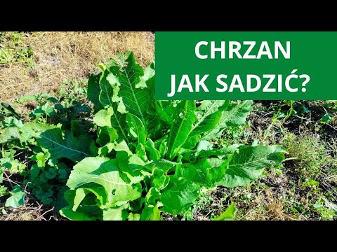 HORSERADISH - how and when to propagate? How to propagate horseradish from seedlings?