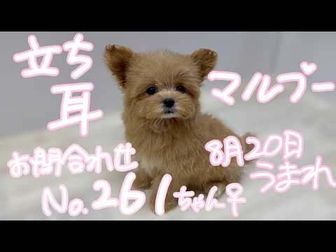 YouTube動画のサムネイル