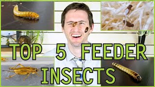 Top 5 Insect Feeders for Reptiles and Amphibians