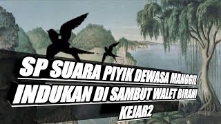 Download lagu SP ❤️SUARA PIYK DEWASA MANGGIL INDUKAN.DISAMBUT WALET BIRAHI KEJARAN ❤️ mp3 Download lagu SP ❤️SUARA PIYK DEWASA MANGGIL INDUKAN.DISAMBUT WALET BIRAHI KEJARAN ❤️ mp3