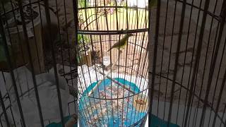 Download lagu kolibri kelapa trotol belajar bunyi..#korlap#kolibri_manggar #vidioviral #shortsvideo mp3 Download lagu kolibri kelapa trotol belajar bunyi..#korlap#kolibri_manggar #vidioviral #shortsvideo mp3