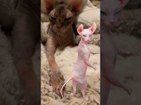 Dancing Sphynx Is Back! 😻😹