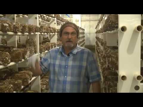 Process of Growing Shiitake Mushrooms