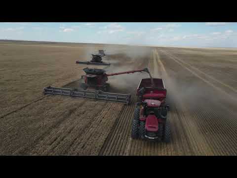 Jeff Paplow Harvesting, Hansen Wheat Farms, Montana 2025