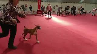 Cachorro A de Exposición Domingo 12 de Marzo de 2023 Club Cero Cero de la Ciudad de México AC
