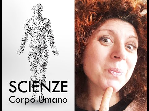 IL CORPO UMANO/L’ apparato locomotore