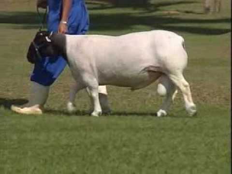 OVINOS E CAPRINOS CRV LAGOA - Castro (Dorper)