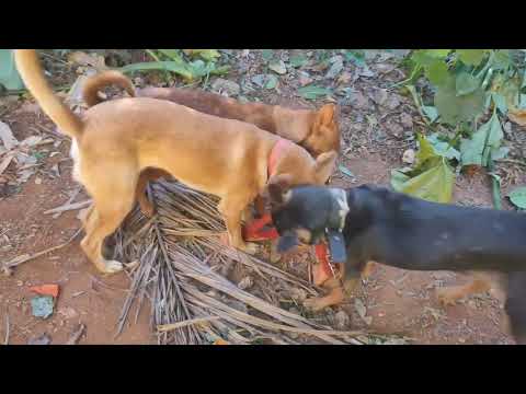 Stronger Kombai v/s adamant Pariah funny tug of war 😁 dogs playing #pariah dog vs #kombai dog