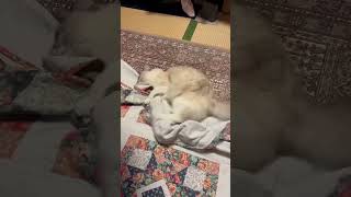#キラキラ#猫#猫のいる暮らし#シルバー#回る#遊ぶ猫