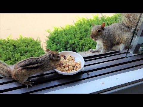 Squirrels' reactions to a chipmunk taking their food