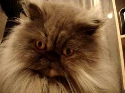 comment nettoyer les yeux d'un chat persan