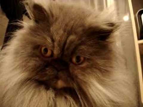 comment nettoyer les yeux d'un chat persan