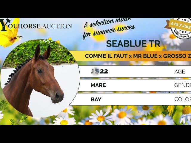 Seablue first jumps under the saddle