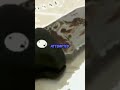 Camping Trip Gone Really Wrong
